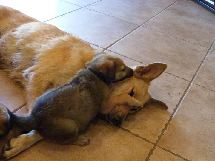 chinook dog